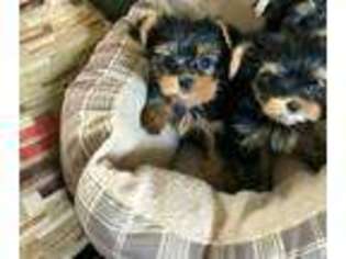 Yorkshire Terrier Puppy for sale in Dallas, TX, USA