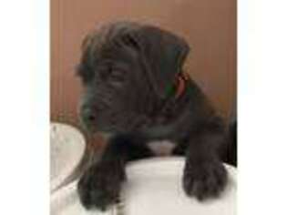 Cane Corso Puppy for sale in Loyalton, CA, USA