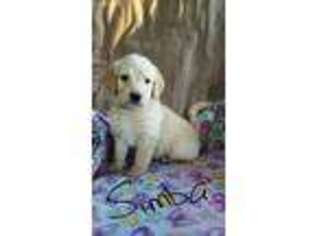 Labradoodle Puppy for sale in Wonewoc, WI, USA