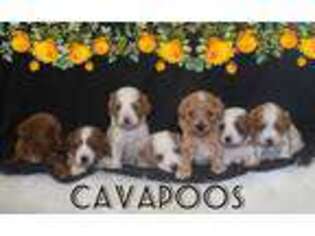 Cavapoo Puppy for sale in Stevens, PA, USA