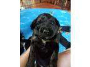 Mutt Puppy for sale in Alexander City, AL, USA