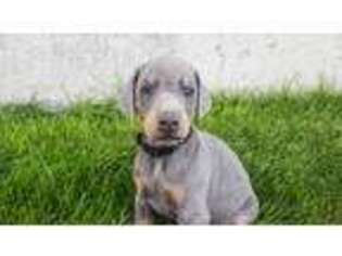 Doberman Pinscher Puppy for sale in Paul, ID, USA