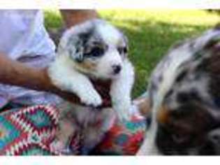 Australian Shepherd Puppy for sale in Riverside, CA, USA