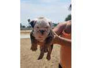 Bulldog Puppy for sale in Winchester, CA, USA