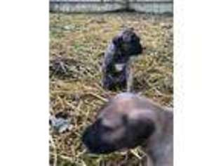 Great Dane Puppy for sale in Waverly, IL, USA