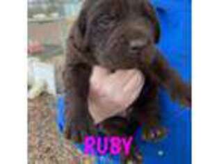 Labrador Retriever Puppy for sale in Alcolu, SC, USA