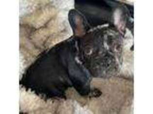 French Bulldog Puppy for sale in Fallbrook, CA, USA