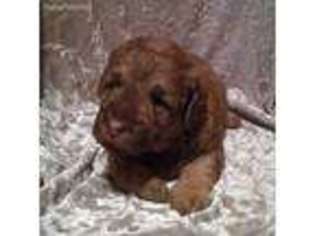 Labradoodle Puppy for sale in Alpine, AL, USA