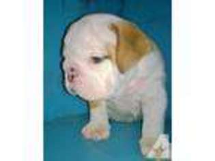 Bulldog Puppy for sale in HIGHLAND, CA, USA