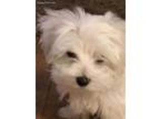 Maltese Puppy for sale in Selden, NY, USA