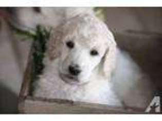 Mutt Puppy for sale in WEST SACRAMENTO, CA, USA