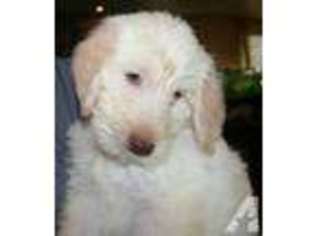 Labradoodle Puppy for sale in AUBURN, CA, USA