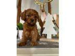 Cavapoo Puppy for sale in Grantville, PA, USA