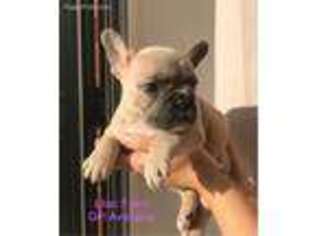 French Bulldog Puppy for sale in Rexford, MT, USA