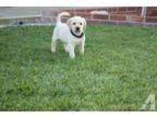 Labrador Retriever Puppy for sale in RIVERSIDE, CA, USA
