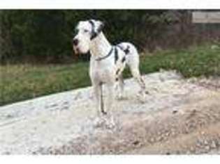 Great Dane Puppy for sale in Springfield, MO, USA