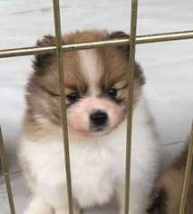 Pomeranian Puppy for sale in Panorama City, CA, USA