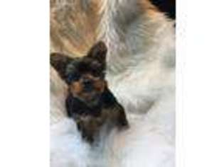 Yorkshire Terrier Puppy for sale in Aberdeen, MD, USA