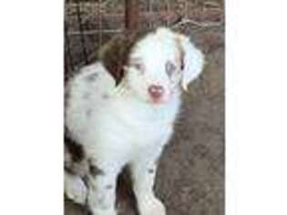 Miniature Australian Shepherd Puppy for sale in Orange Grove, TX, USA