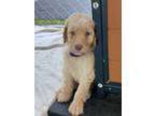 Goldendoodle Puppy for sale in Jay, ME, USA