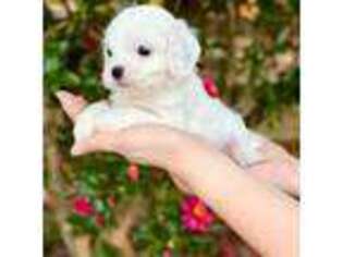 Cavapoo Puppy for sale in Marianna, FL, USA
