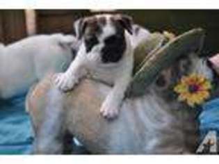 Bulldog Puppy for sale in MADISON, NC, USA