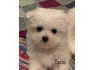 Maltese Puppy for sale in Winton, CA, USA