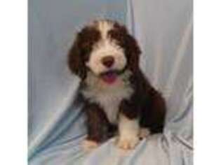 Bearded Collie Puppy for sale in Liberal, MO, USA