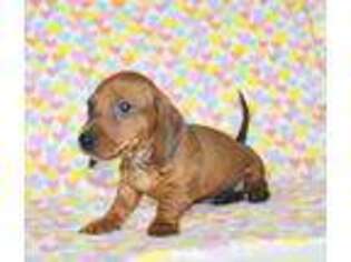 Dachshund Puppy for sale in Roseville, CA, USA