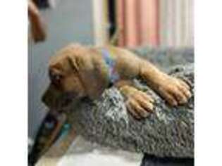 Cane Corso Puppy for sale in Cornelius, OR, USA