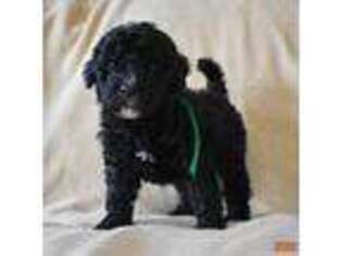 Labradoodle Puppy for sale in Bergton, VA, USA