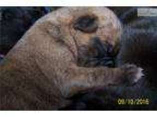 Boxer Puppy for sale in Cedar Rapids, IA, USA