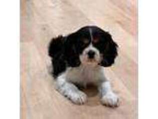 Cavalier King Charles Spaniel Puppy for sale in Collinsville, VA, USA