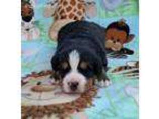 Bernese Mountain Dog Puppy for sale in Silver Lake, IN, USA