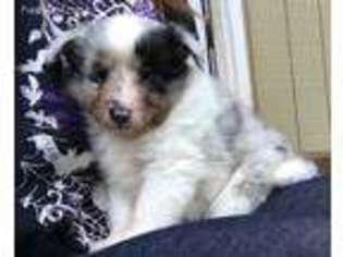 Medium Photo #1 Shetland Sheepdog Puppy For Sale in Cowpens, SC, USA
