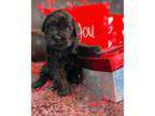 Black Russian Terrier Puppy for sale in Charleston, WV, USA