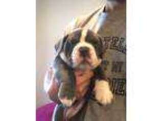 Olde English Bulldogge Puppy for sale in Florence, AZ, USA
