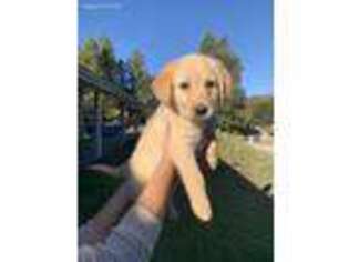 Labradoodle Puppy for sale in Los Gatos, CA, USA