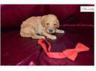 Goldendoodle Puppy for sale in Chattanooga, TN, USA
