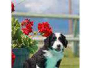 Mutt Puppy for sale in Stevensville, MT, USA