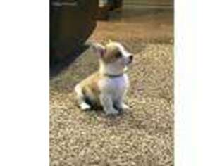 Pembroke Welsh Corgi Puppy for sale in Ada, OK, USA