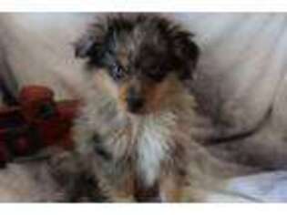 Miniature Australian Shepherd Puppy for sale in Fayetteville, AR, USA