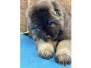 Mutt Puppy for sale in Troy, OH, USA