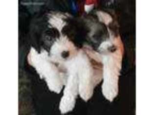 Havanese Puppy for sale in Gasport, NY, USA