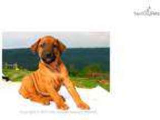 Rhodesian Ridgeback Puppy for sale in Springfield, MO, USA