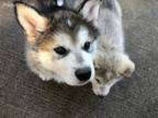 Alaskan Malamute Puppy for sale in Snohomish, WA, USA