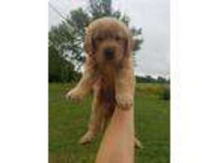 Golden Retriever Puppy for sale in Philadelphia, NY, USA