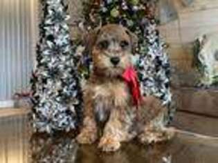 Schnoodle (Standard) Puppy for sale in Pine Knot, KY, USA