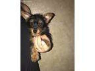 Yorkshire Terrier Puppy for sale in Laveen, AZ, USA