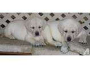 Medium Photo #1 Labrador Retriever Puppy For Sale in MIAMI, FL, USA